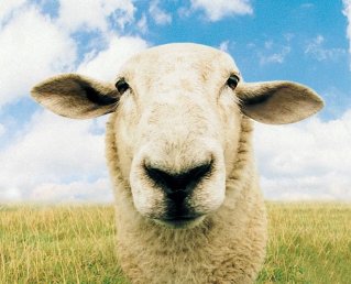 От чего спасают наколенники из овечьей шерсти