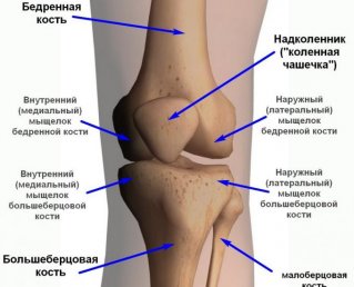 Строение и анатомия коленного сустава