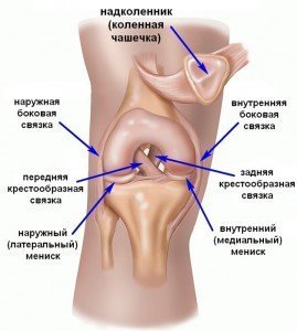 Анатомия связок коленного сустава