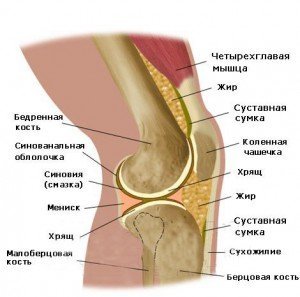 Схема коленного сустава и причина скрипа