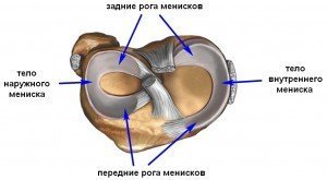 Схема менисков коленного сустава