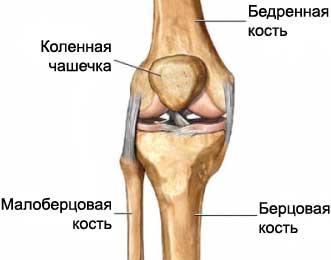 Устройство коленного сустава
