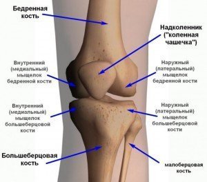 Кости коленного сустава