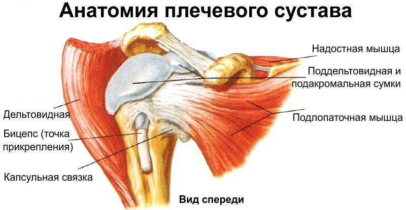 Анатомическая схема плечевого сустава